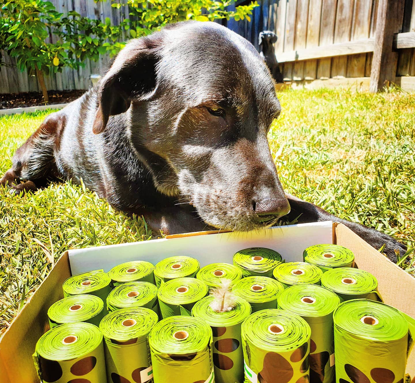 Award Winning Eco Friendly Dog Poop Bags Oh Crap