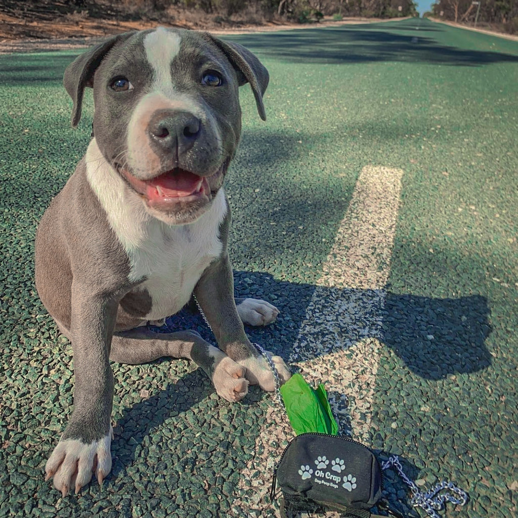 Dog Poo Bag Holder - XO Collection